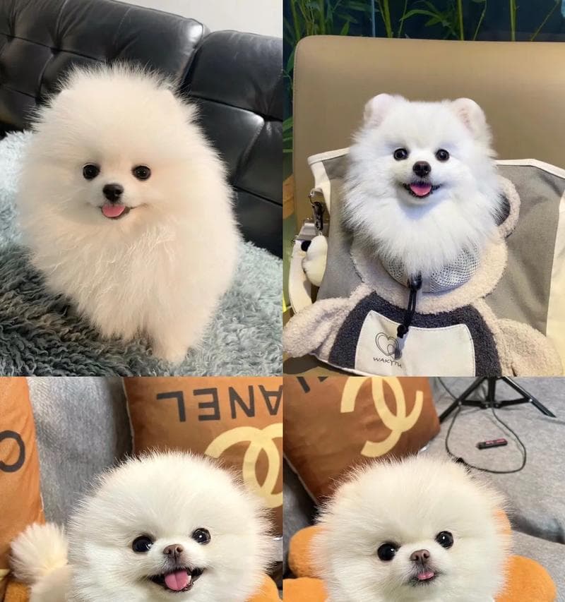 博美犬（探索博美犬成为越来越多人养的原因）