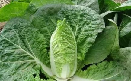 从秸秆到菌糠：养羊业如何巧用本地资源降成本