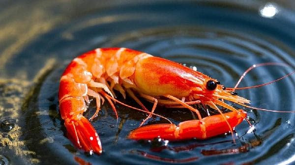 青虾是海虾还是河虾