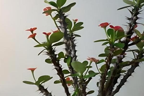 虎刺梅扦插攻略：从时间到养护的全程指南
