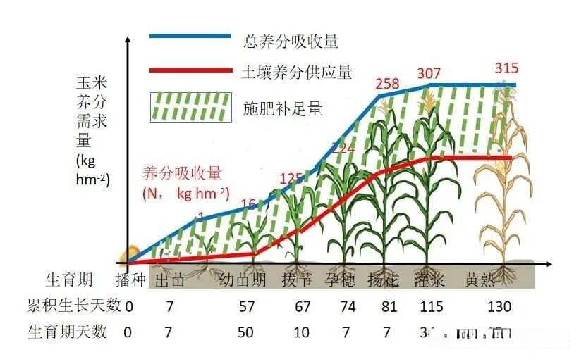 科学施肥基础：作物营养五大规律