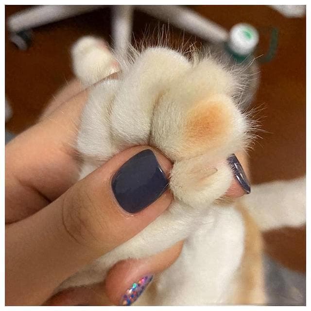 摸猫咪爪子的9种含义：从打招呼到按摩，猫咪眼中的这些互动