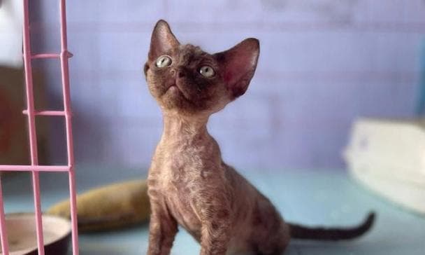 德文卷毛猫饲养指南：如何照顾你的德文卷毛猫