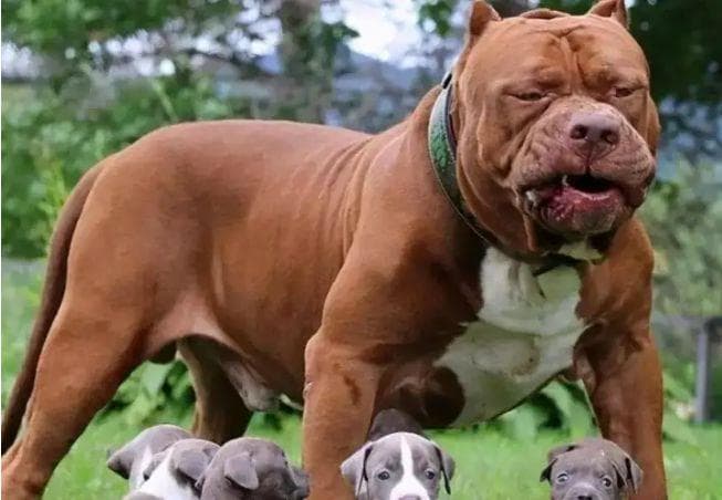 比特犬的攻击力有多强？