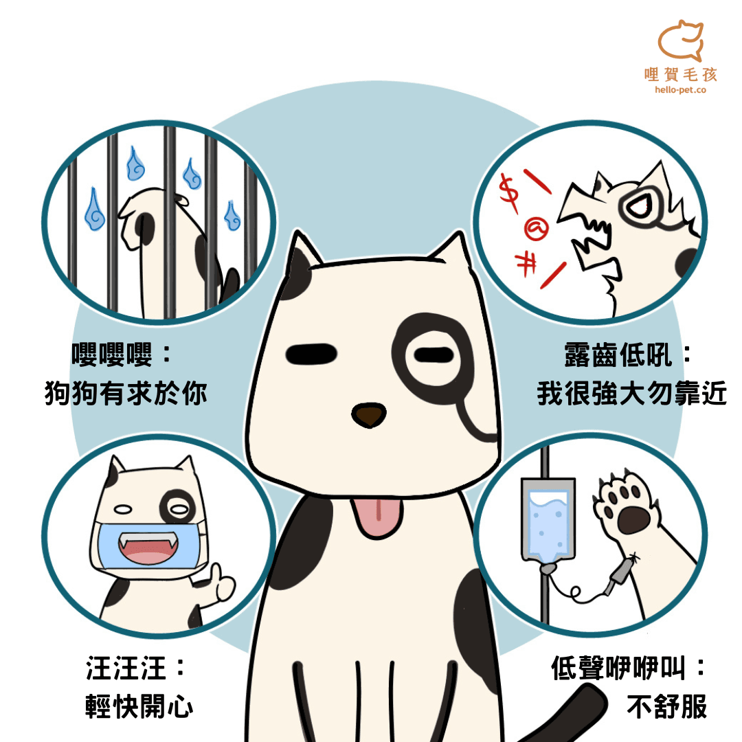 揭秘猫狗叫声：四种叫声背后的秘密