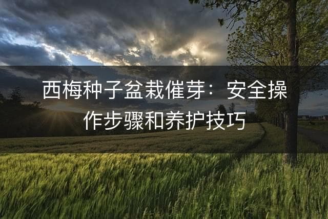 西梅种子盆栽催芽：安全操作步骤和养护技巧