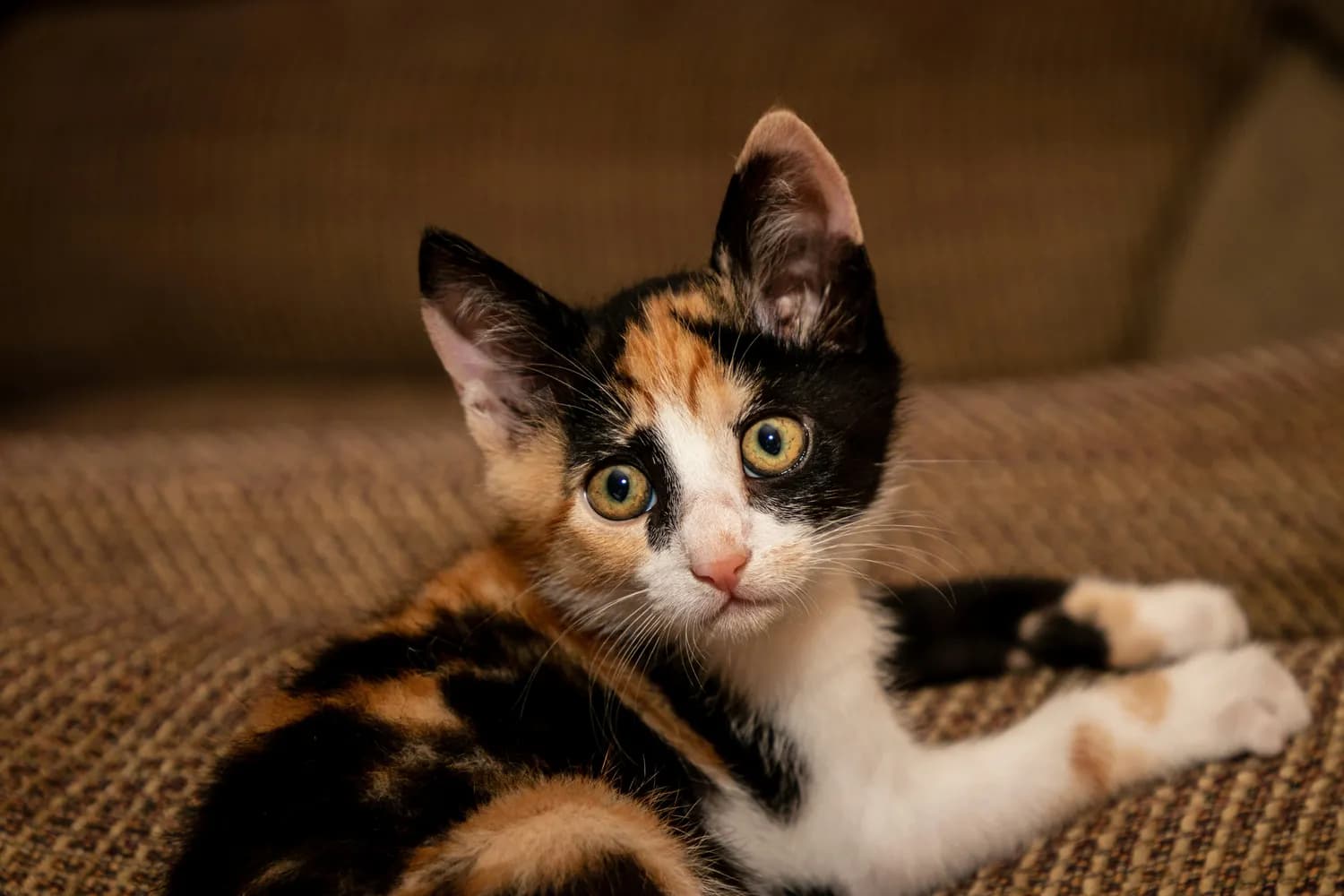 揭秘玳瑁猫：为什么99%都是母的，还拥有独特脾气？