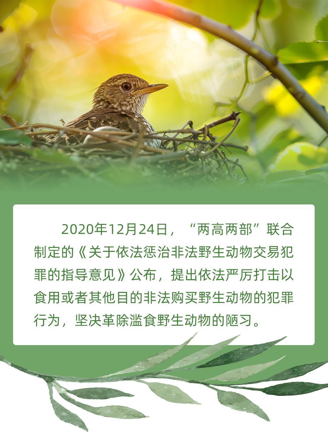 以案释法：非法猎捕“野物”的代价