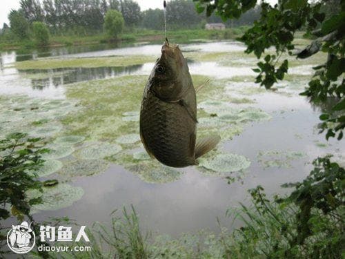 详解钓鱼香精：种类、使用方法与注意事项