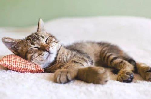 猫咪睡姿大揭秘：15种独特睡姿背后的秘密