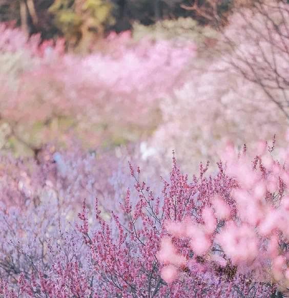 南京钟山风景区“春到梅花山”赏梅季活动来了