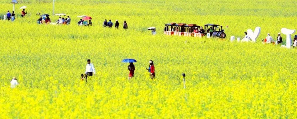 免费！油菜花、樱花、月季花、风铃木，2024深圳赏花看花攻略