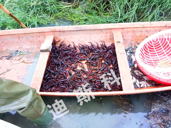 解密：钙与小龙虾养殖