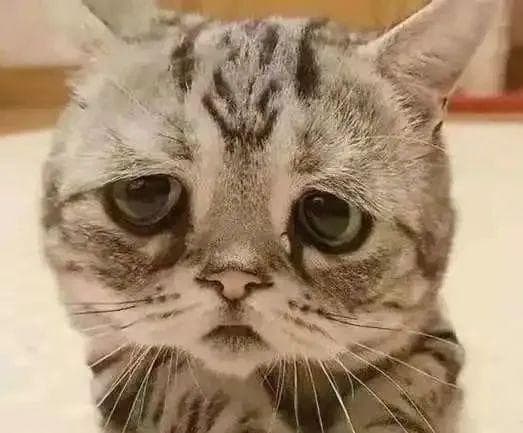 猫咪不高兴的时候是怎样子的呢？