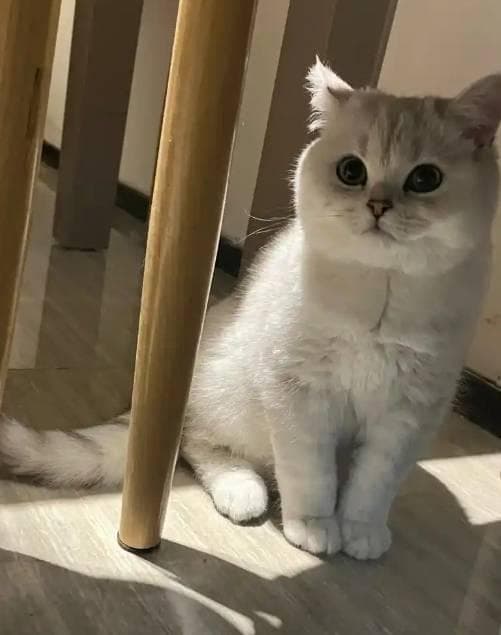 揭秘！猫咪黏人却拒抱，背后竟有这些逗趣原因！