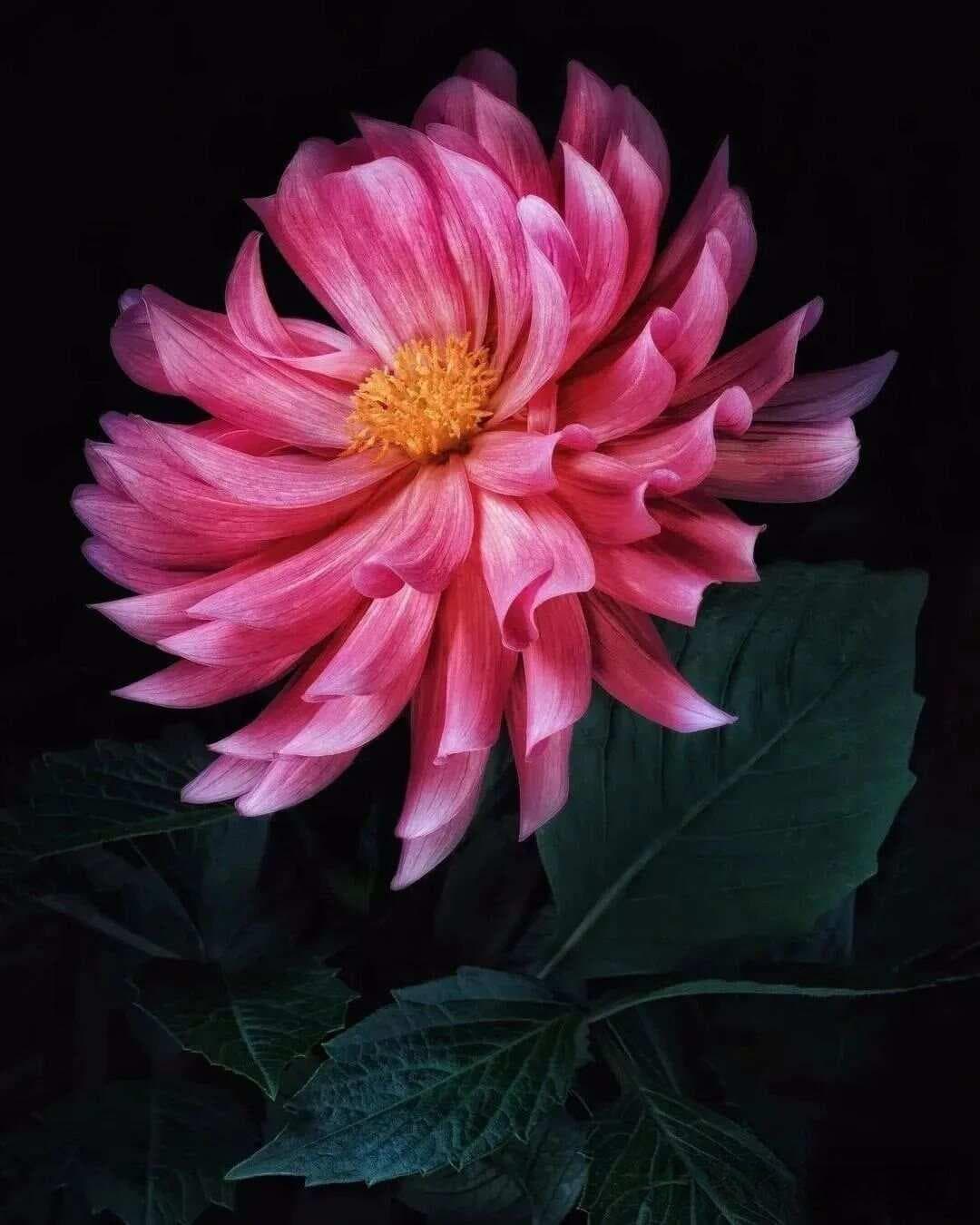 黑背景的花怎么拍？手机这样设置，效果惊艳！