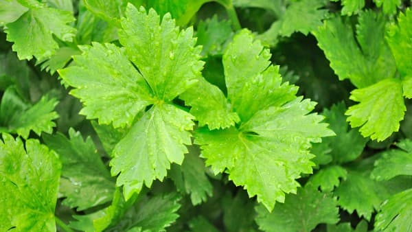 芹菜的功效与营养价值：从功效到食用方法的全面解析