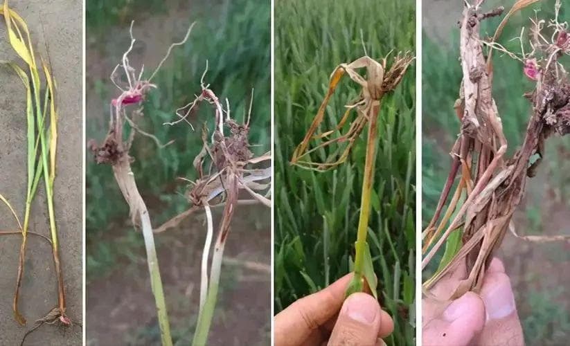 紧急！小麦纹枯病、茎基腐病爆发，抓紧防治（附防治办法）