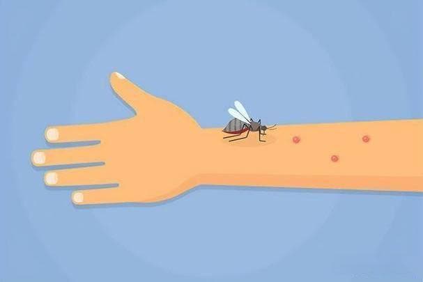 九成人不懂蚊子“天敌”是啥？教你个土招，晚上开窗都能安睡整夜
