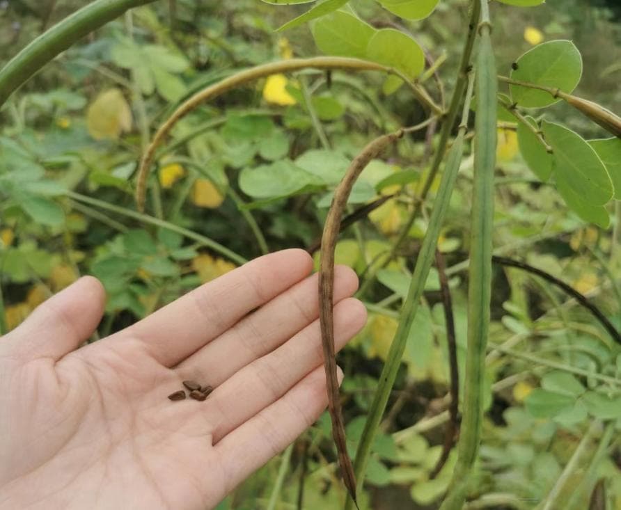 决明子：一种常见的中药材，具有清肝明目、利水通便的功效