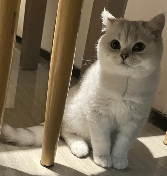 猫咪“认主”的8大表现，出现3种以上，说明你“养熟”了！