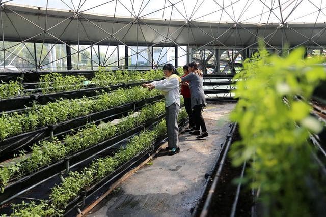 北京生态农业面临三大挑战，科技创新助力绿色转型