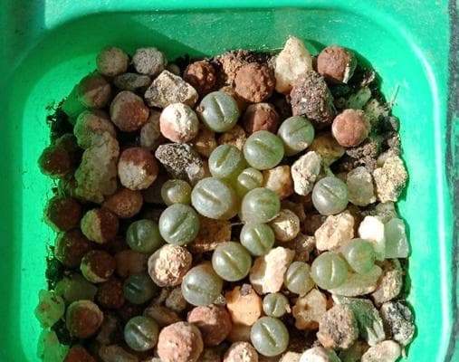 生石花的播种时间与注意事项（种植生石花，需了解这些）