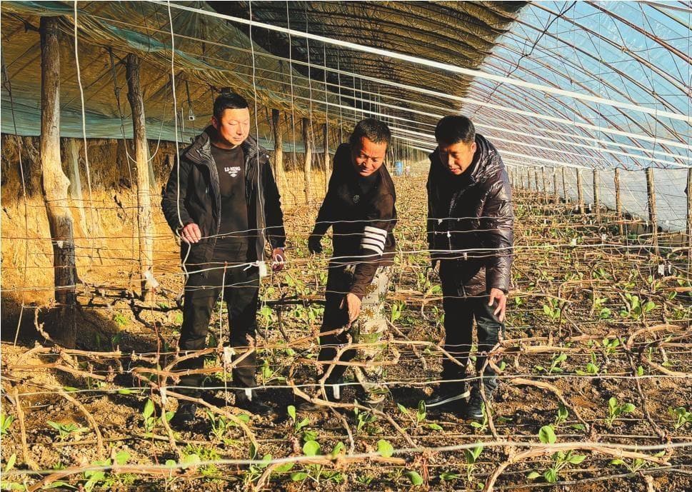 村里产业搞起来 村民腰包鼓起来