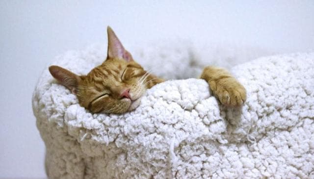 猫猫们最喜欢的 9 件事