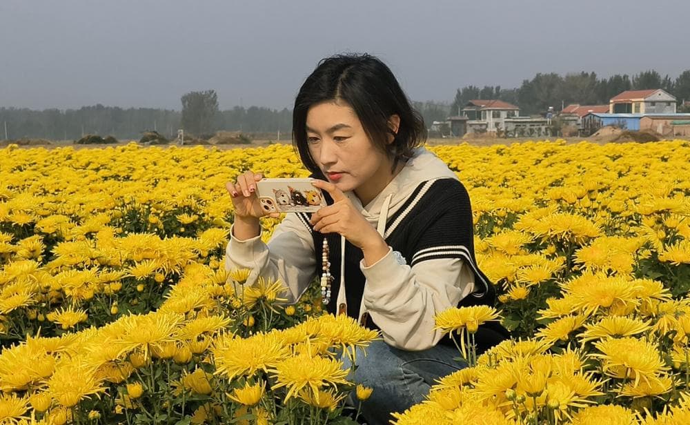 菏泽：“小菊花”托起乡村振兴“大产业”