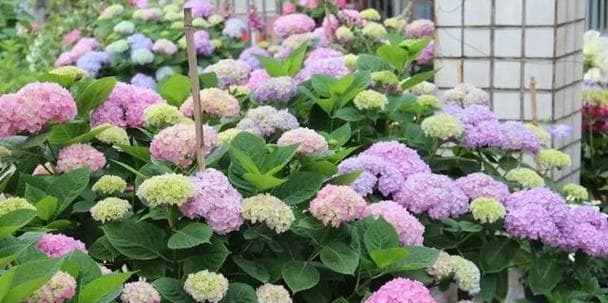 浇水频率大解密，绣球花每天浇水有必要吗？