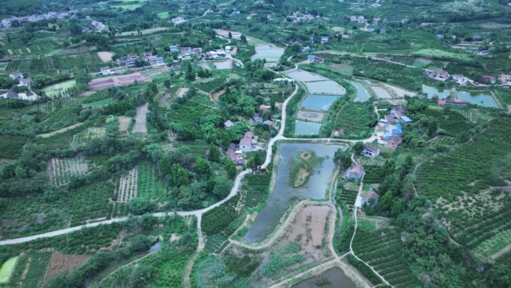 资阳雁江：海虾淡养获得成功 成渝市民两小时可品本土新鲜“海味”