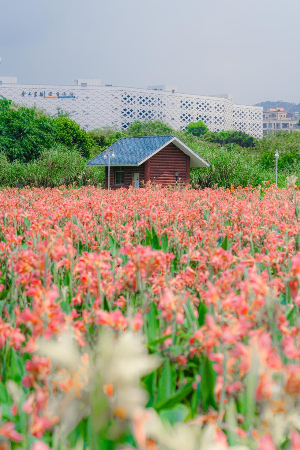 深圳短逃离，推荐一条新花海步道，串联3个公园