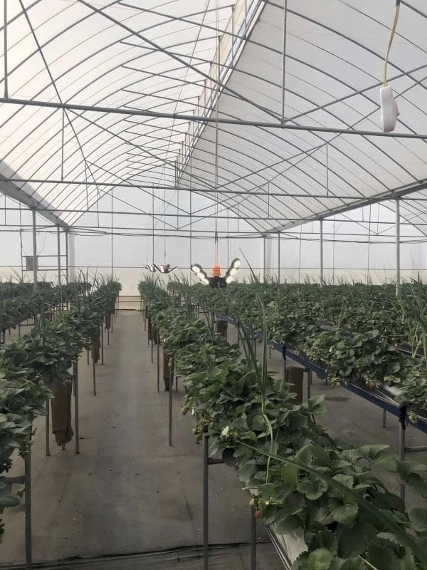 植物照明补光灯：点亮植物生长的秘密武器