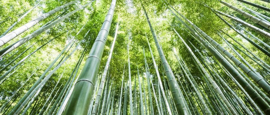 唐诗里的夏日美名：5个诗意盎然的名字，既仙又大气