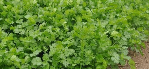 探秘香菜的起源与文化背景（从名字到用途）