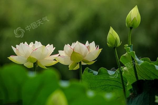 全国赏荷地图：云南江苏等地已进入最佳观赏期