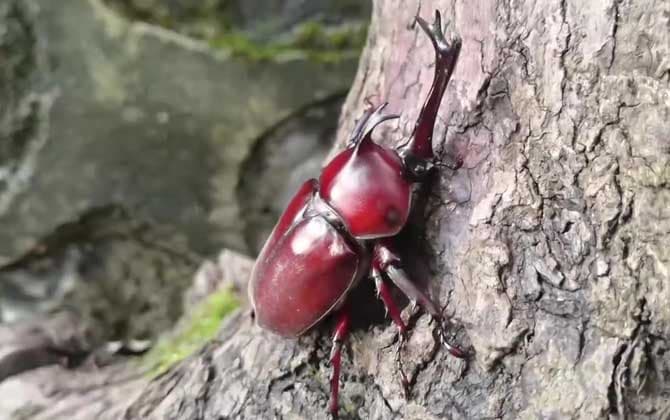 独角仙是什么动物？