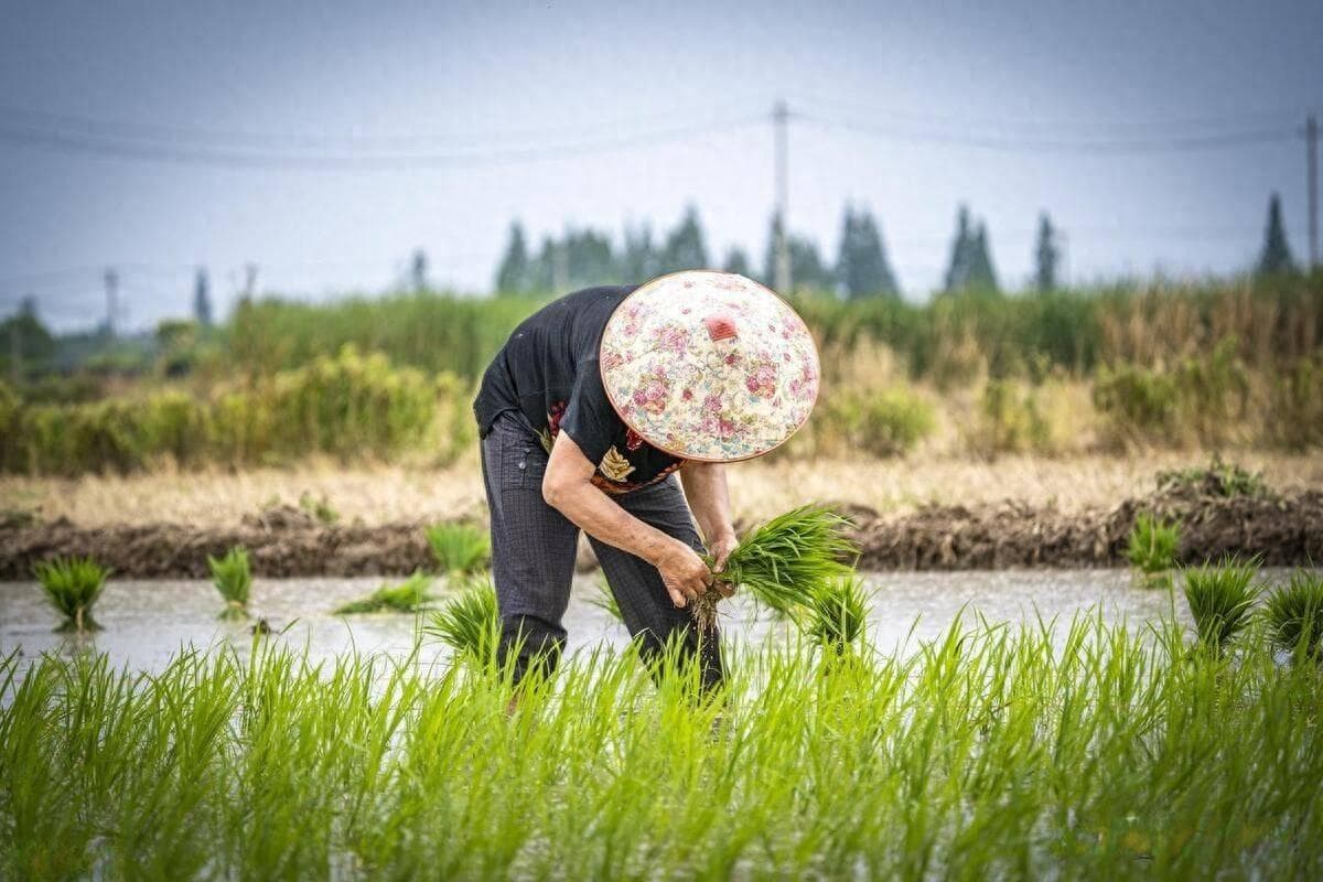 农民种田，一亩地到底能赚多少钱