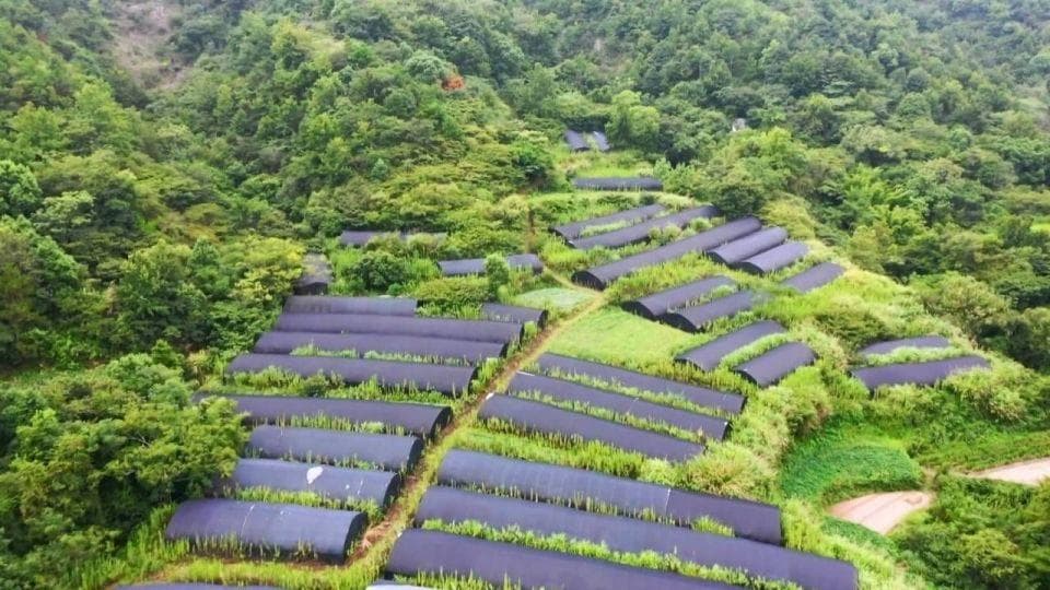 温岭：荒山坡变“药田”，三叶青成“共富草”
