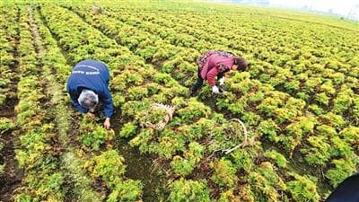 川芎：“川药首药”的前世今生