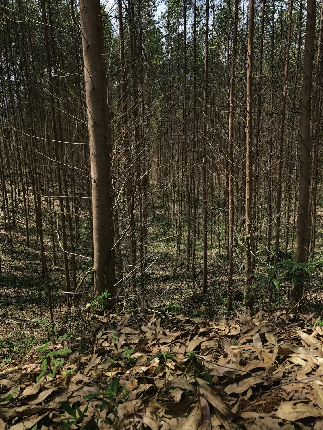 双色球红球杀号新技巧：大数据揭秘