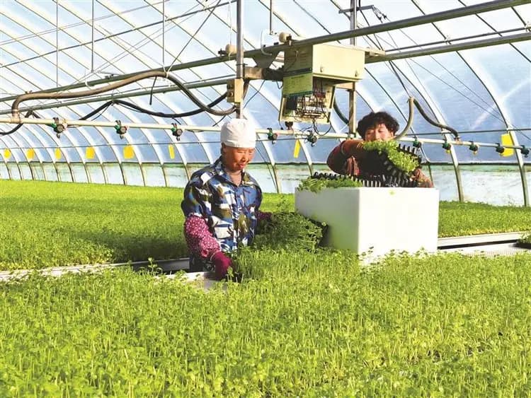 夯实农业增效根基 确保全年粮食丰收