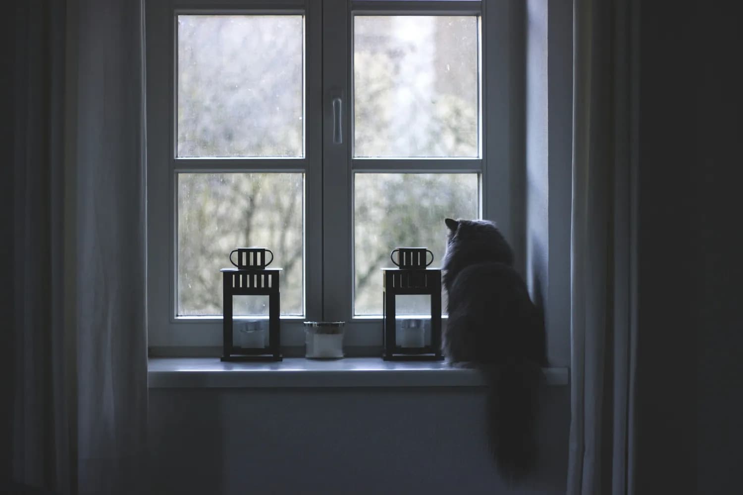 猫性化设计：打造理想猫咪互动区