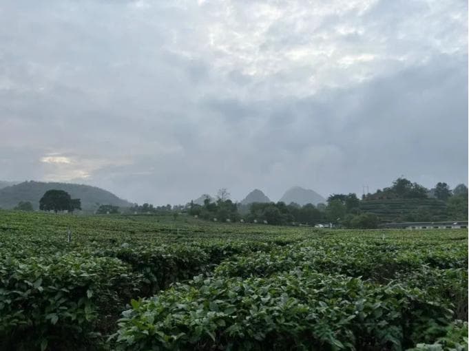 茶与文化的身心疗愈