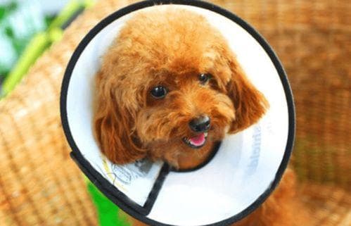 母犬绝育最佳期及术前术后注意