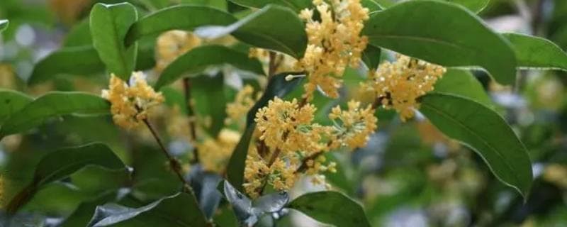桂花的采摘与加工全攻略：从花期到成品的完整指南