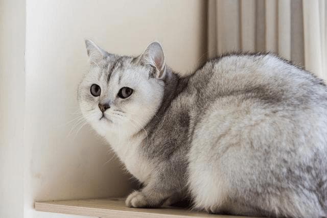 猫不仅吃猫粮，还可以吃这种食物，这些主食冻干喵吃了会开心哦