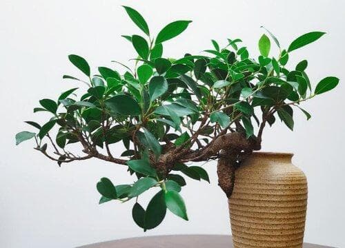 榕树的寓意及象征意义（榕树的外貌特征与风水特点）