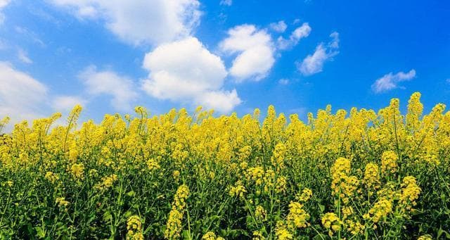 油菜花花语——诠释春天的美丽与希望